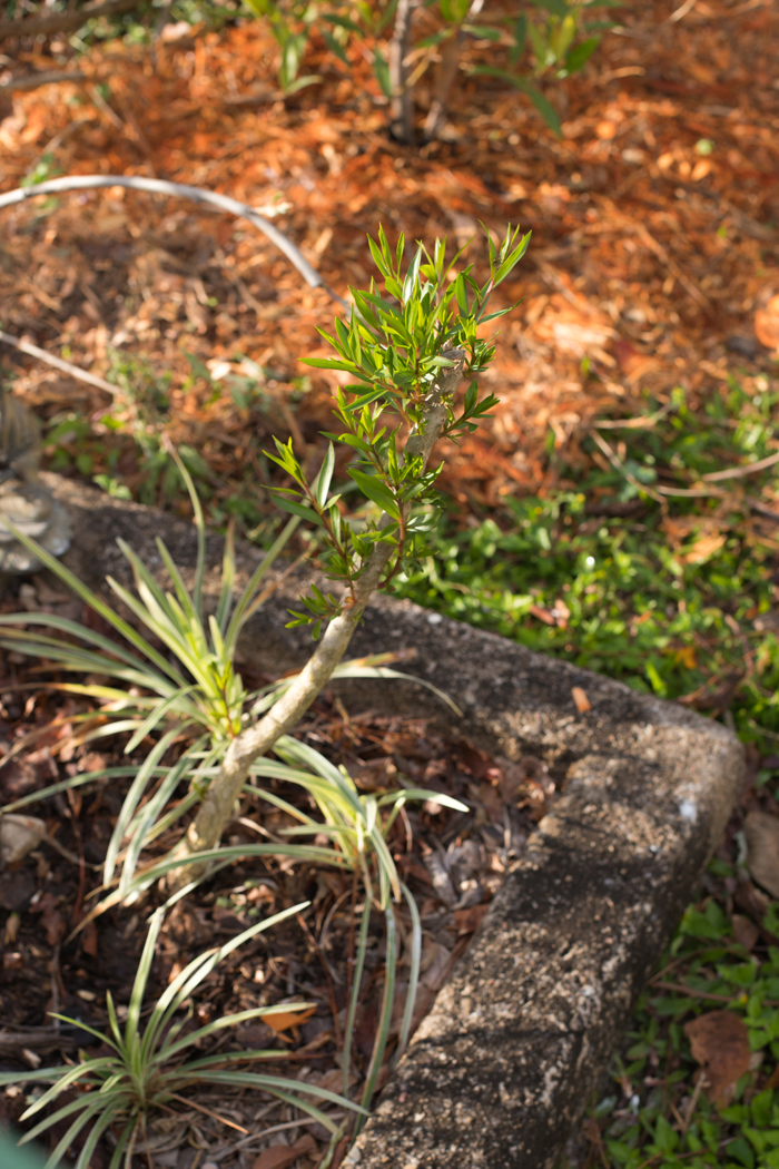 tip pruning