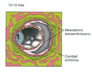 Resultado de imagen para mesodermo extraembrionario