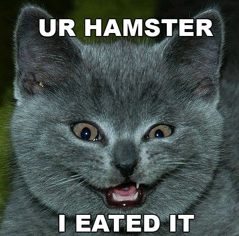 funny cats with captions. funny cats with captions.