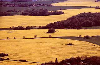 Landschaft mit blühenden Rapsfeldern