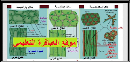 أطلس مراجعة الأنسجة النباتية أحياء للثانوية العامة 2021 .