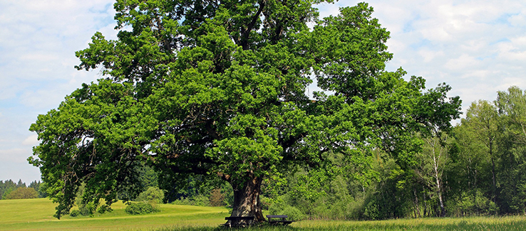 Oak trees are large deciduous trees