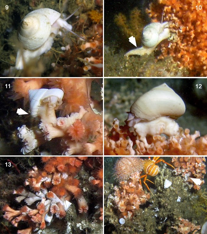    [Mollusca • 2019] Calliostoma bullatum • Last Snails Standing Since the Early Pleistocene, A Tale of Calliostomatidae (Gastropoda) Living in Deep-water Coral Habitats in the north-eastern Atlantic
