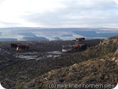 cattle