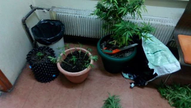 Αποτέλεσμα εικόνας για Δίωξης Ναρκωτικών Ιωαννίνων, κατηγορούμενοι για τα κατά περίπτωση αδικήματα της καλλιέργειας δενδρυλλίων κάνναβης και κατοχής ναρκωτικών