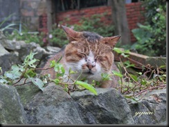 IMG_6602 copy