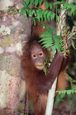 orangutan pictures hanging around in a tree