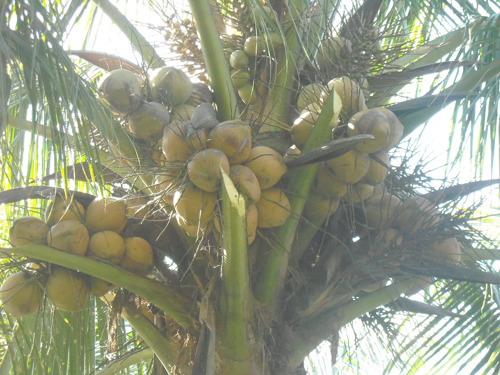 pembekal benih kelapa  matag