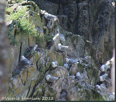 20-kittiwakes
