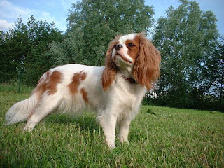 English Toy Spaniel photo