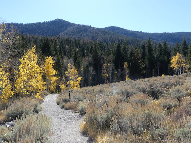 42: trail and yellow trees