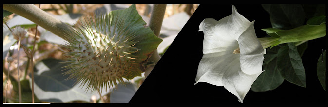 Ayurvedic Herbs Of Nepal, Datura metel, धतूरा, Dhaturo