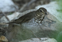 Swainson’s Thrush, front view – South Padre Island, TX – Apr. 21, 2013 – Tony Castro