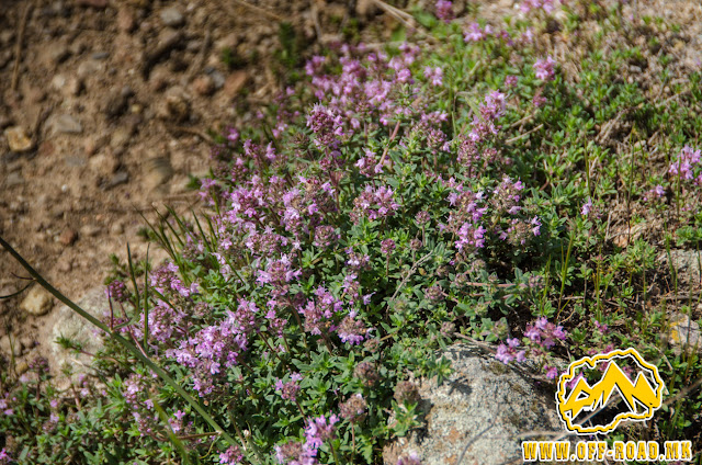 Мајчина душица / Breckland thyme / Thymus serpyllum