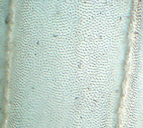 White Ant  Wing. Magnification - 100 Times.