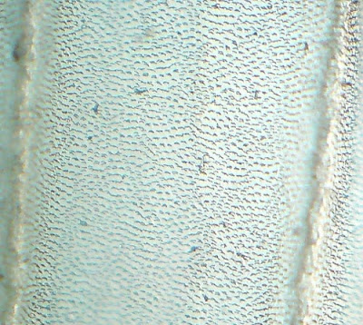 White Ant  Wing. Magnification - 100 Times.