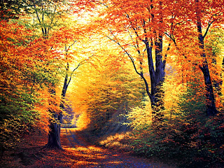 Nature HD Wallpapers - Autumn HD