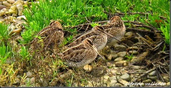 10. IMG_2959.retocadax
