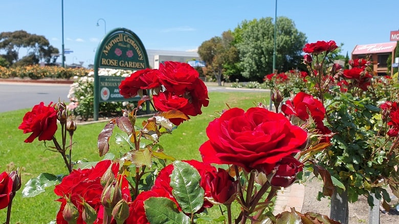 Morwell Centenary Rose Garden