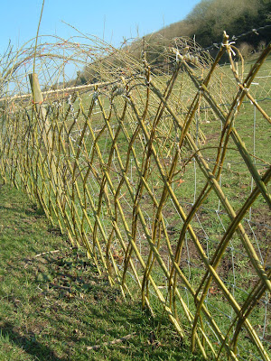 Newly Planted WIllow Fedge