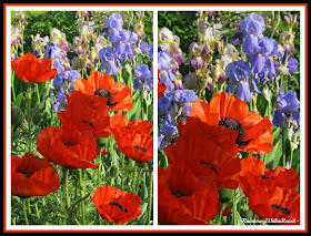 photo of: Poppies and Iris, Perspective in Photography