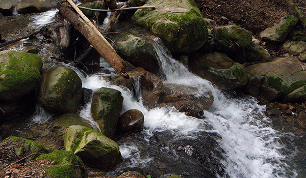 Mossy rocks and logs with water in stream bed