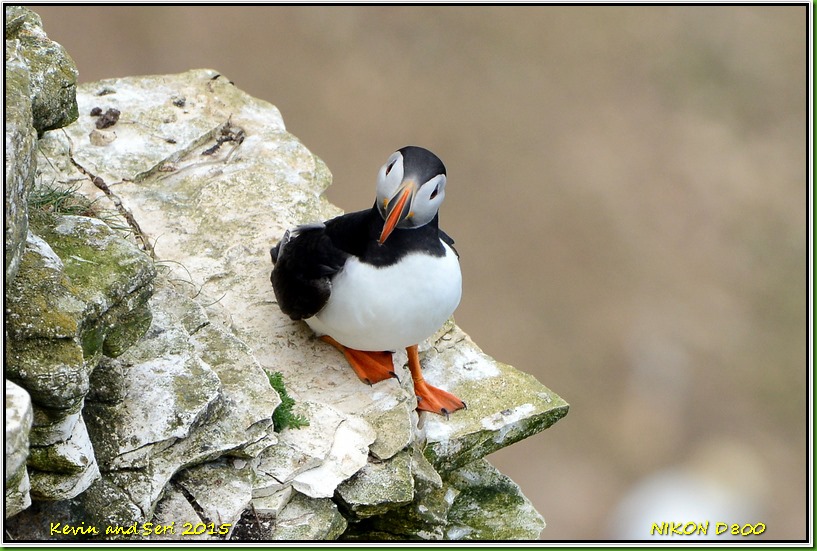 Bempton Cliffs RSPB - May