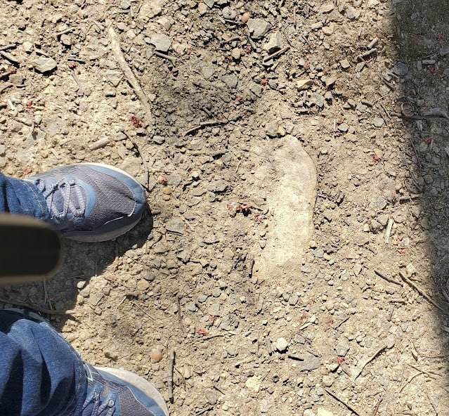 A Piece of Buried Flint on the Trail at Flint Ridge