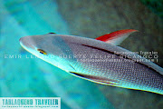 Fish at Hidden Island Resort. The resort is located in Brgy. (hidden copy)