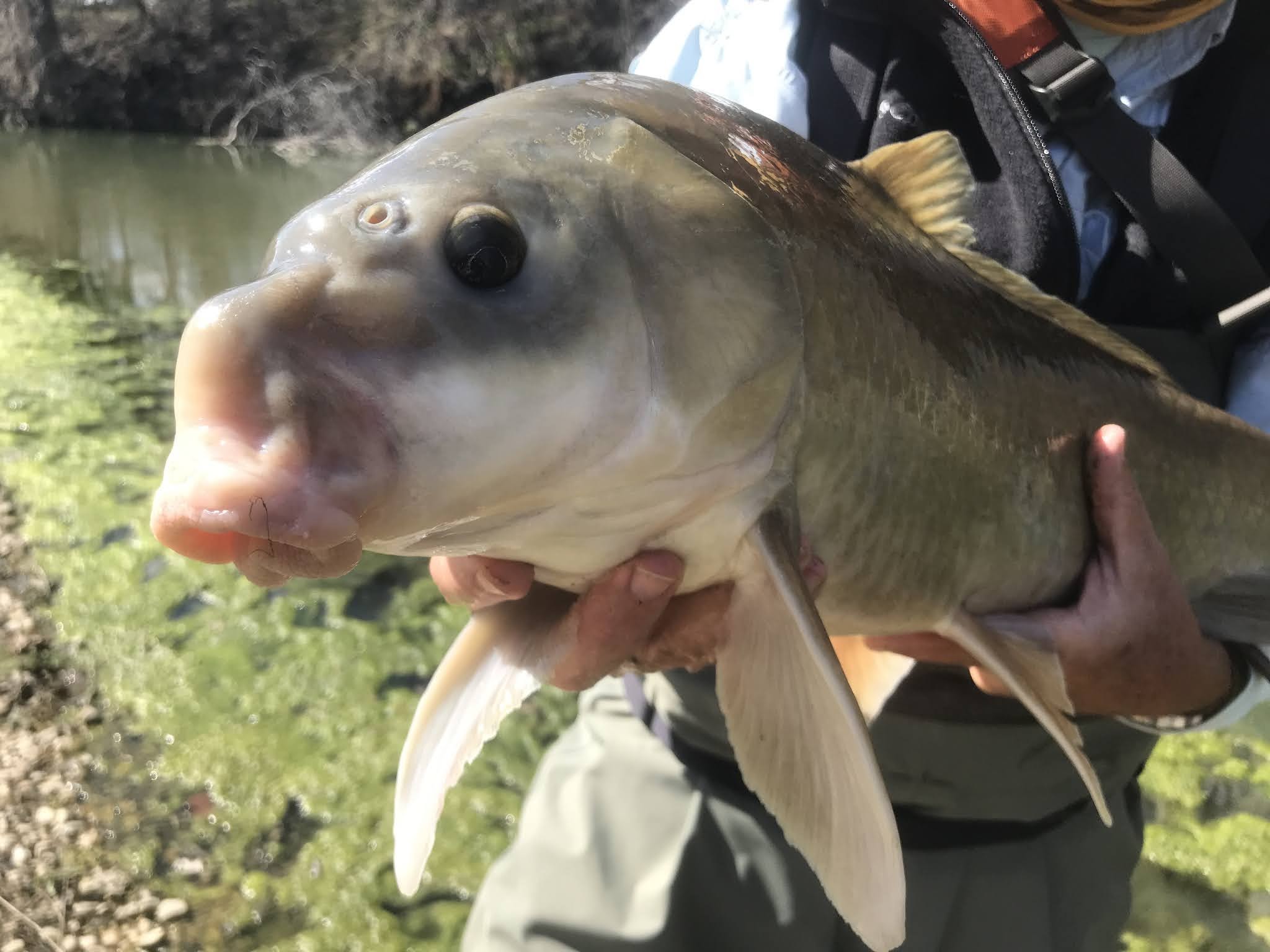 What Makes a Native Fish Trash?