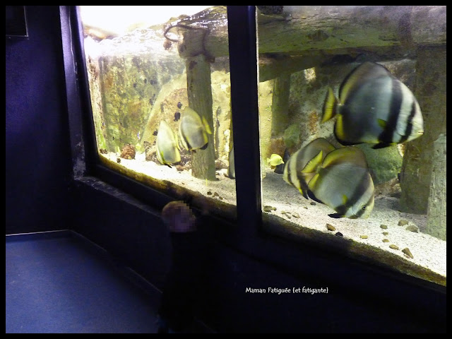 parc phoenix aquarium