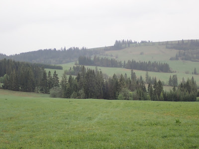 grzyby 2019, grzyby w kwietniu, grzyby na Orawie, smardz stozkowaty, lejkówka oszroniona, pępowniczka dzwonkowata, maczużnik wysmukły