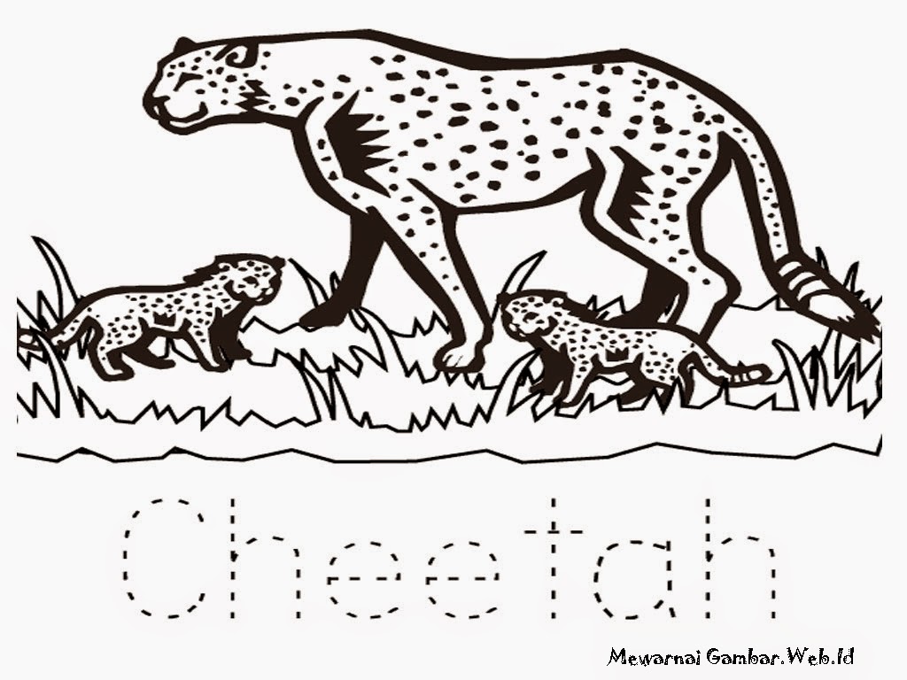 Halaman Mewarnai Gambar Cheetah