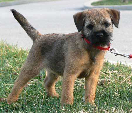 Terrier Dog Breeds. Border Terrier Dog Breeds