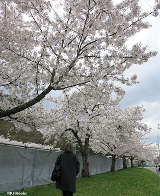 cherry blossoms, Tendo, Japan