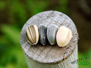 Different sunflower seeds