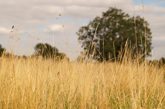 romance in the grass