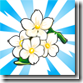 viral_cherryblossompark_white_blossoms_75x75[3]