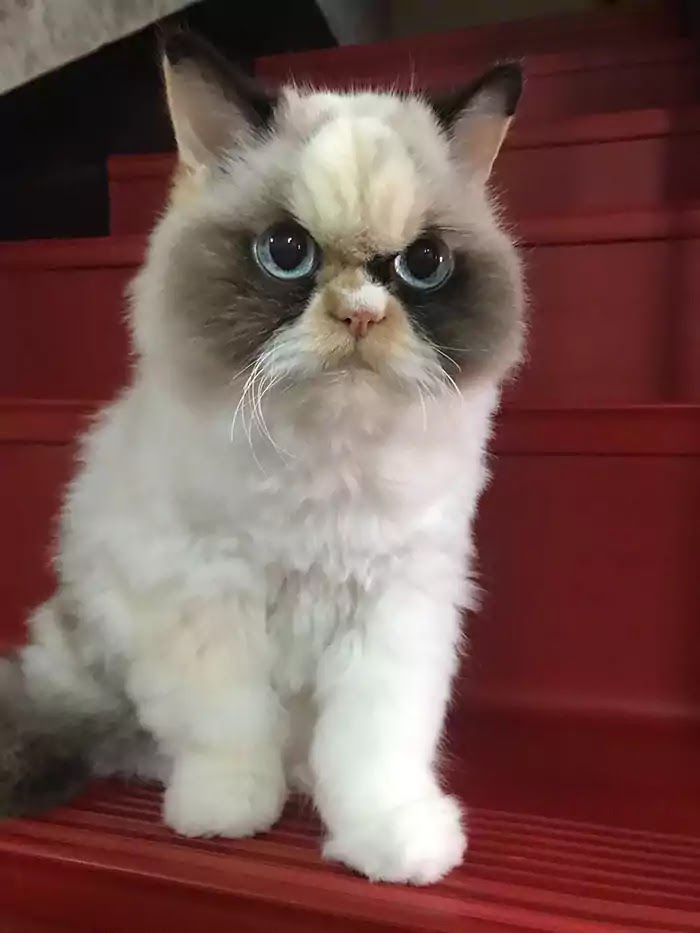 The World's Angriest Kitty Has Come To Replace The Famous Grumpy Cat