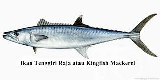 gambar kartun ikan tenggiri}