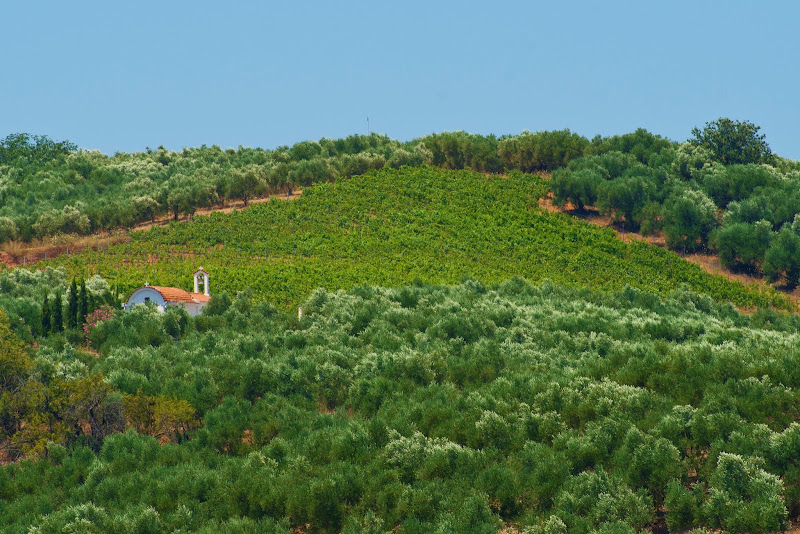 Anoskeli Vineyards Greek Wine Island of Crete