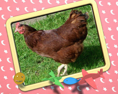 Rhode Island Red Chicken