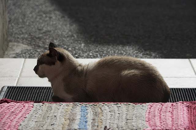 Gato descansando en la puerta.