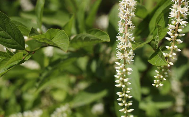 Itea Virginica Flowers