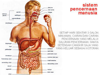 Cara Melancarkan Buang Air Besar