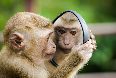 صورة قرد ينظر إلى نفسه من خلال مرآة ، صور قرود ، حيوانات مضحكة