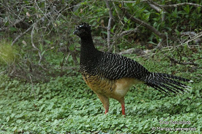 aves en extincion de argentina Muitú Crax fasciolata