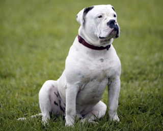 AMERICAN BULLDOG History The American bulldog breed originated from the English bulldog around the end of the 17th - beginning of the 18th centuries, in America, when the colonists (and, subsequently, farmers) needed protection both in moving across the vast expanses of new land, and in grazing cattle. The main problem of farmers at that time and in that area was wild boars, various rodents, hares, foxes, and wolves.  If cats were brought into the fight against rodents (you can read more about them here), then more serious helpers were needed to fight wild boars, foxes, and wolves.  Dogs - English bulldogs and dogs of undetermined breed (crossbreed), freely crossed among themselves, as a result of which the American bulldog appeared. He had many characteristic features of the English bulldogs but was much larger (thanks to crossbreeding with large dogs of an indefinite breed), and therefore was better suited for defense and attack functions.  Characteristics of the breed popularity                                                           05/10  training                                                                07/10  size                                                                        07/10  mind                                                                     10/10  protection                                                          10/10  Relationships with children                         10/10  Dexterity                                                             06/10  Molting                                                                02/10    Breed Information Country  USA  Life span  10-12 years old  Height  Males: 50-70 cm Bitches: 50-61 cm  Weight  Males: 32-54 kg Bitches: 27-41 kg  Longwool  short  Colour  any  Group  fighting, guard, guard  Price  800 - 4000 $  American bulldog price        800 to 4000 $ American bulldog types        Security Dog American bulldog for sale    800 to 4000 $ American bulldog mix         Shedding    Description  Slender, muscular, tall (up to 70 cm), these dogs have a very similar head structure to the English Bulldog. Ears are folded forward, but they are usually stopped at a young age. The chest is wide, the whole physique directly indicates the strength and innate qualities of a fighter and a guard. The colors may be different, but the most common are white and white with black spots.  American Bulldog gains weight and muscle mass well. Today, there are three main types of dog American Bulldog. It:  •      bully or Classic, also known as Johnson type;  •      type Standard (aka Performance), which is called the type of Scott;  •      hybrids of the two above types.  Personality Despite the innate qualities of a fighter and defender, these are very kind and easy-to-handle dogs. They get along well with children and people of any age, have an inexhaustible supply of energy, like to spend time on the street, like games and strength training. They perfectly integrate into any family and can become a friend with a single owner, establishing strong relationships with their beloved people.  Although these dogs have a very friendly and open character, nevertheless, in handling them (and, in particular, in the process of training and education), the same openness, justice, and kindness are required. Inadequacy, unjust cries, or beatings will extremely negatively affect the psyche of the animal.  The American Bulldog breed requires early socialization, especially if there is a child in the house. The same can be said about cats - a dog needs to be taught from an early age to the presence of a cat in the house, otherwise, it will be much more difficult in the future. Despite the fact that the American bulldog feels normal in a city apartment, it is still preferable to keep him in a private house. So that the dog has constant access to the street, and can give the output of its energy in various types of activity.  Training The American Bulldog is a very open and extremely active dog, from which one should proceed from upbringing. If the animal does not walk freely and gets tired on the street from training and running  around, he will not be able to realize his energy supply. This can lead to a variety of consequences - from enchanting mess in the house while you are at work, to disobedience to a walk, when the dog can run away and it will be necessary to look for it for several hours.  If you go out for a walk, make a variety - besides standard stick throws, try going out with a dog for jogging, training it in teams, encouraging success. It is also important to communicate with other dogs on the street - that is, you can communicate with their owners, and your pet will be happy to play with new friends. In this regard, problems should not arise.  How to take care of an American Bulldog? Short hair requires virtually no care, bathing can be done as necessary, but at least 1 time per week. Be sure to keep your ears and eyes clean and trim your claws.  Common Diseases  In general, these are healthy animals with good immunity. But, an American bulldog can still be inclined:  ·         To cataracts, demodicosis, and hypothyroidism.  ·         The breed may develop hip or elbow dysplasia, especially if the dogs gain weight too quickly in the first two years.  ·         Some American bulldogs may suffer from brachycephalic syndrome and have difficulty coping with hot weather. Dogs with white or mostly white hair are more prone to sunburn and possibly skin cancer (in rare cases). A protective cream for dogs can help when they are outdoors for a long time.  Responsible breeders check individuals for hip dysplasia. This is why your puppy's parents should have medical certificates for checking hip dysplasia, including an assessment of the condition of the hip joint.
