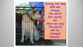 Shelter dog in cage with saving one dog quote