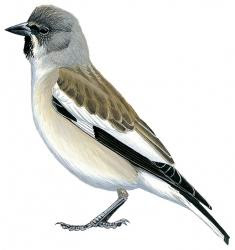 White-winged Snowfinch